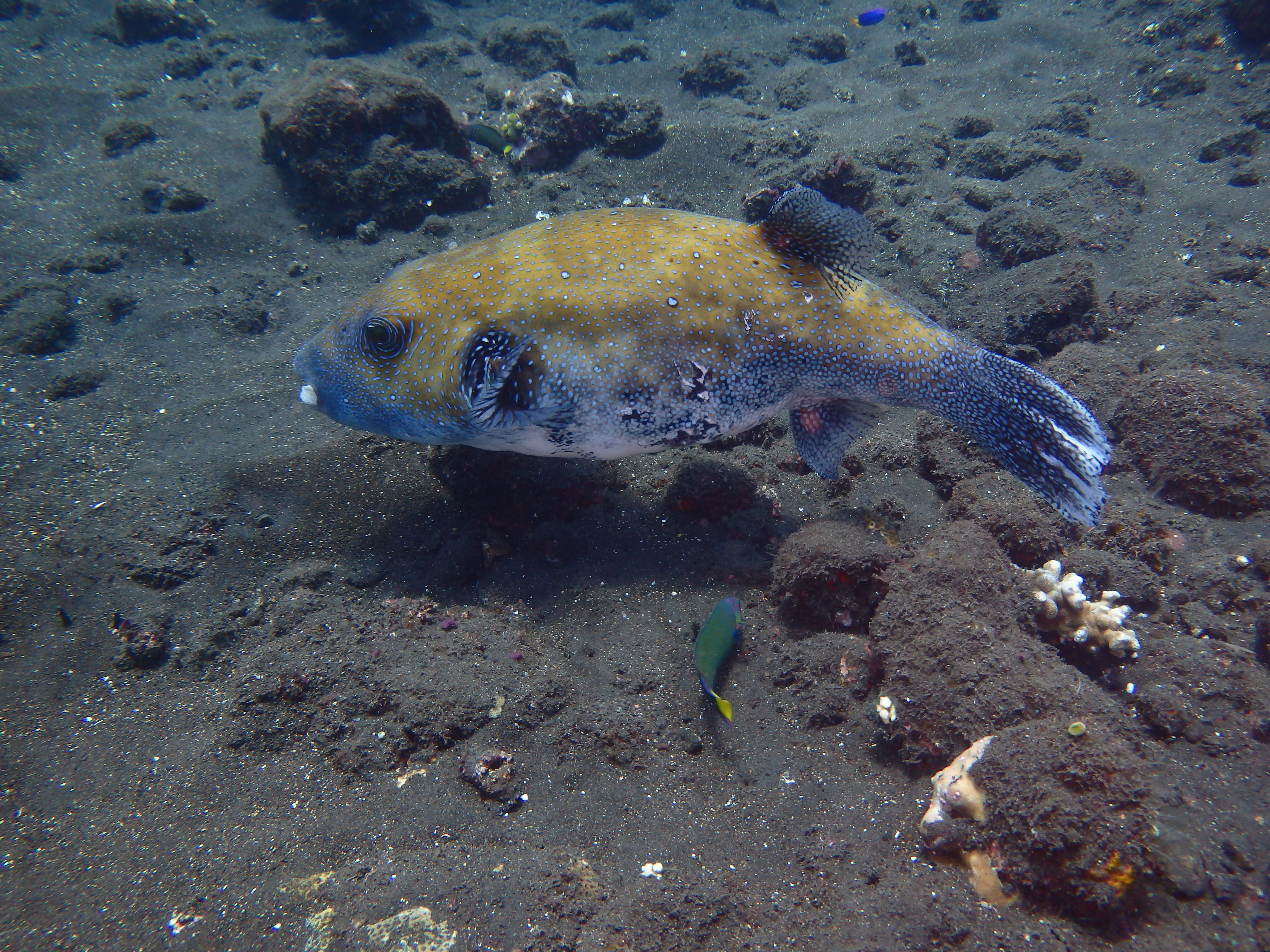 Japanese Wreck